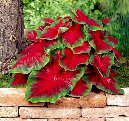 Florida Cardinal Caladium Bulbes à planter – Feuilles vivaces fantaisie en forme de cœur, feuillage rouge et vert vif pour jardins d'ombre, conteneurs et présentoirs d'intérieur (5 ampoules)
