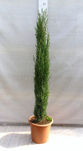 PflanzenFuchs® - Säulenzypresse - Cupressus sempervirens Totem - Gesamthöhe 160 cm - Ø 30 cm Topf [4038]
