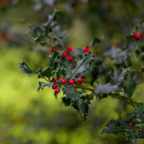 Meserva Stechpalme Blue Princess 1L - Es symbolisiert das kommende Weihnachten