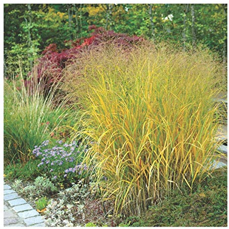 3 x Panicum virgatum 'Strictum' im 1 Liter Topf (Ziergras/Gräser/Winterhart/Mehrjährig/Staude/Stauden) Gelbe Rutenhirse - Standfest und stilvoll für zeitlose Akzente - von Stauden Gänge