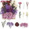Fleurs Séchées et Pressées pour Artisanat, Bricolage, Arts, Résine, Scrapbooking, Fabrication de Bijoux, Décorations Florales (Violet)