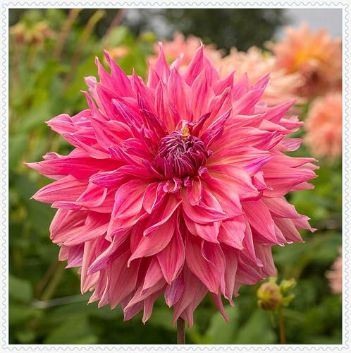 Dahlienzwiebel,Winterhart Mehrjährig,Eine Zwiebelpflanze Mit ，GroßEn BlüTen,Dahlien-Pompons,Leuchtend Und Attraktiv, Langer BlüTezeit, Dahlien Knollen Winterhart-10zwiebeln-C