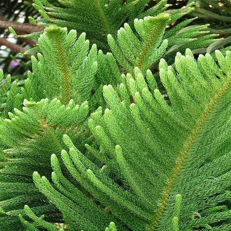 80 semillas de plantas de araucaria verde