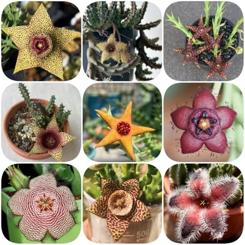 semillas de la stapelia, decoración de silvestres raras mariposas exóticas decoración sala estar cortadas invernaderos 125pcs