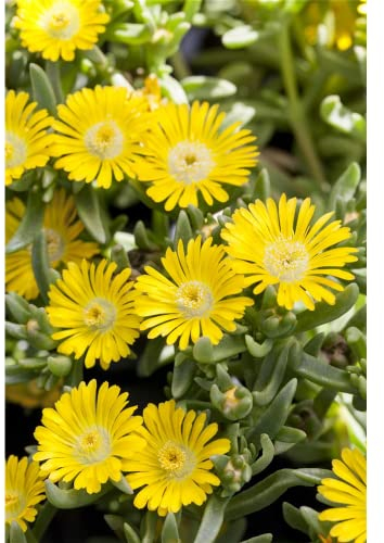 MITTAGSBLUME WHEELS OF WONDER® 'GOLDEN WONDER' - Delosperma 'Golden Wonder', gelbe Blüte, im Topf 12 cm, winterhart, in Gärtnerqualität von Blumen Eber - 12 cm