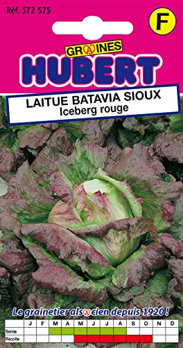 Graines de Laitue Batavia Sioux - Iceberg Rouge - 1 gramme