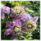 Clematis zwiebeln,Winterharte Mehrjährig Pflanzen,Clematis Winterhart Immergrün,clematis winterhart mehrjährig pflanzen,clematis onion,clematis waldrebe,clematis hellblau.-6zwiebeln-G