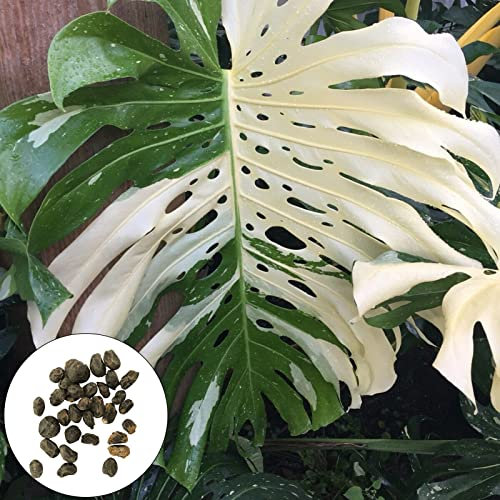 Haloppe Semillas de plantas de Monstera para jardinería, 20 piezas Semillas de Monstera Semillas de flores de Monstera verdes y blancas prolíficas de alta germinación para jardinería 20 unidades