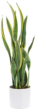 KENTIS - Sansevieria Trifasciata Laurentii - Piante da Interni Vera Purifica Aria - Pianta Grassa da Appartamento - H 45-55 cm Vaso 17 cm