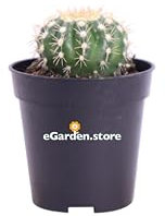 Pianta di Notocactus Uebelmannianus Mannianus Inermis pianta grassa pianta da interno pianta da esterno cactus globulare fiore fucsia pianta vera venduta da eGarden.store