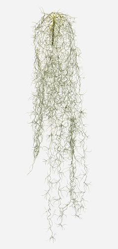 artplants.de Kunstpflanze Tillandsia usneoides GRALER, grau, 90cm | Steckstab, schwer brennbar - Künstliche Sukkulente