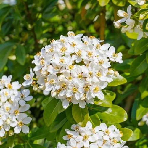 1 x Choisya Ternata in 9cm Pot - Evergreen Aromatic Shrub - Mexican Orange Blossom