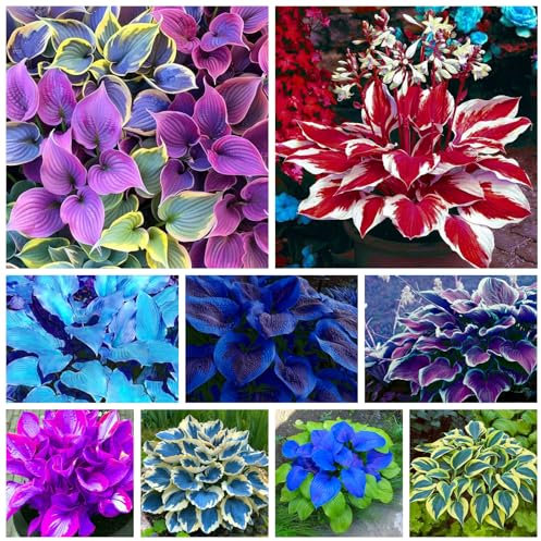 Winterharte, qualitativ hochwertige gemischte Blumenzwiebeln, pflegeleicht, schnellblühend, lange Blütezeit, schöne Dekoration für drinnen und draußen-4 hosta pflanze mix