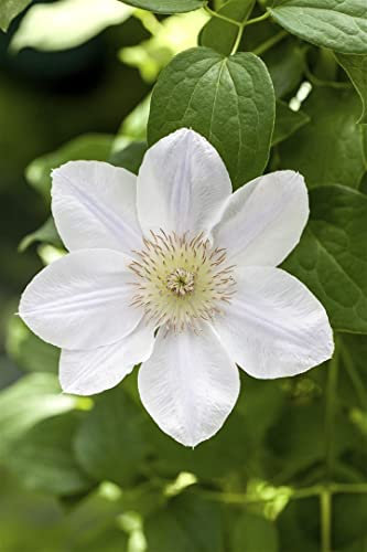 Clematis Hybride 'Apollonia' 60–100 cm – Winterhart, Mehrjährig, Pflegeleicht – Waldrebe – Kletterpflanze für Pergola & Rankhilfe