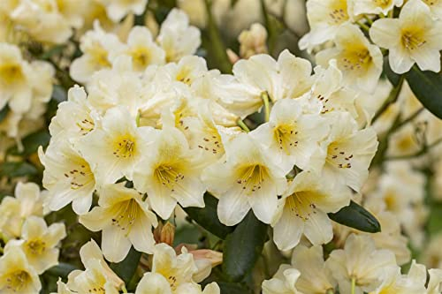 Rhododendron yak. 'Millenium Gold' 30-40 cm - Rhododendron, goldgelbe Blüten, Blütezeit Mai-Juni, ideal für Halbschatten, immergrün, winterhart
