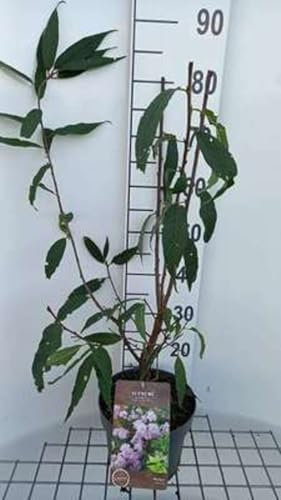 Prunus serrula - Cerisier Du Tibet 60-80 cm en pot