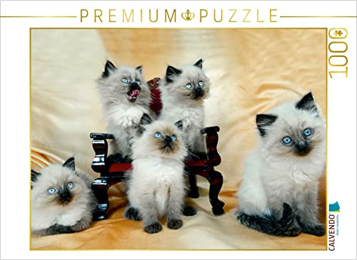 CALVENDO Puzzle Ragdoll Kätzchen | 1000 Teile Lege-Größe 64 x 48 cm Foto-Puzzle für glückliche Stunden