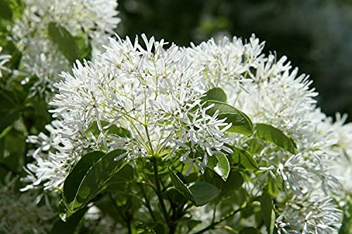 Green Future Pflanzenhandel Chinesischer Schneebaum Chionanthus retusus Pflanze 15-20cm Schneeflockenstrauch