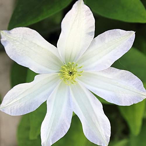 Clematis Hybrid - Clematis Hybrida Flower Seeds, 10 Seeds Home Garden Seeds ing by Heavy Torch, Early Sensation