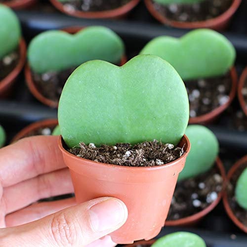 1 PIANTA Hoya KERRII Fiore di Cera Vaso 6CM Forma di Cuore