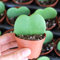 1 PIANTA Hoya KERRII Fiore di Cera Vaso 6CM Forma di Cuore