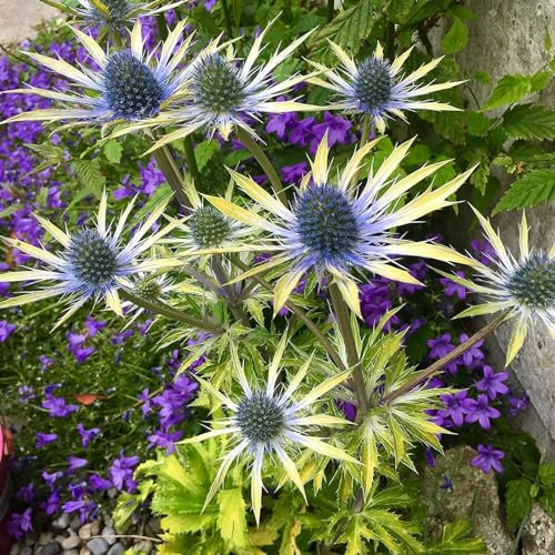 Carbeth Plants - Eryngium Neptunes Gold - 3 Plants in 9cm Pots - Rare Herbaceous Sea Holly - Ready to Plant
