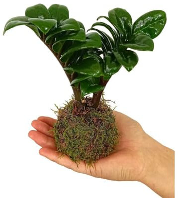 Garden Center Shop | Kokedama Micro Zamioculca 10 cm – Planta Natural en Bola de Musgo – Estilo Japonés – Regalo Original – Interior y Exterior – Mini Planta Viva