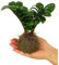 Garden Center Shop | Kokedama Micro Zamioculca 10 cm – Planta Natural en Bola de Musgo – Estilo Japonés – Regalo Original – Interior y Exterior – Mini Planta Viva