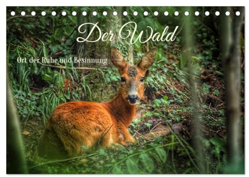 Der Wald - Ort der Ruhe und Besinnung (Tischkalender 2026 DIN A5 quer), CALVENDO Monatskalender: Waldimpressionen durch alle Jahreszeiten (CALVENDO Natur)