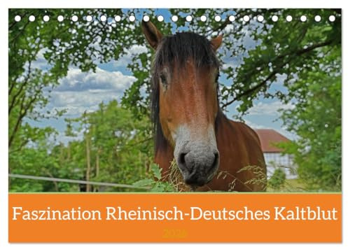Faszination Rheinisch-Deutsches Kaltblut (Tischkalender 2026 DIN A5 quer), CALVENDO Monatskalender: Ausgewählte Motive vom Kaltblut Enzo (CALVENDO Tiere)