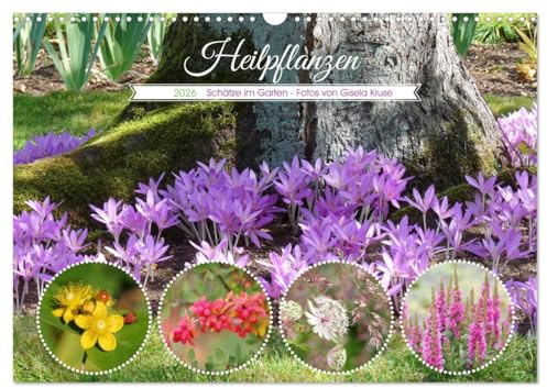 Heilpflanzen - Schätze im Garten (Wandkalender 2026 DIN A3 quer), CALVENDO Monatskalender: Überraschend viele Pflanzen in unseren Gärten haben eine ... in der Naturmedizin (CALVENDO Gesundheit)