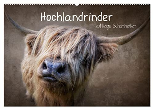 Hochlandrinder - Zottelige Schönheiten (Wandkalender 2026 DIN A2 quer), CALVENDO Monatskalender: Die Models unter den Kühen in eindrucksvollen Bildern (CALVENDO Tiere)