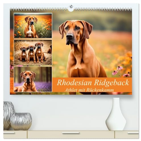Rhodesian Ridgeback - Athlet mit Rückenkamm (hochwertiger Premium Wandkalender 2026 DIN A2 quer), Kunstdruck in Hochglanz: Muskelpaket aus Südafrika (CALVENDO Tiere)