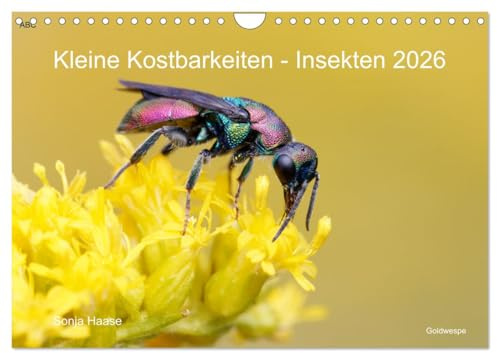 Kleine Kostbarkeiten Insekten (Wandkalender 2026 DIN A4 quer), CALVENDO Monatskalender (CALVENDO Tiere)