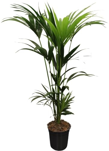 Howea Forsteriana - Forstersche Kentia Palme - Zimmerpflanze - Ø21cm - ↑120cm
