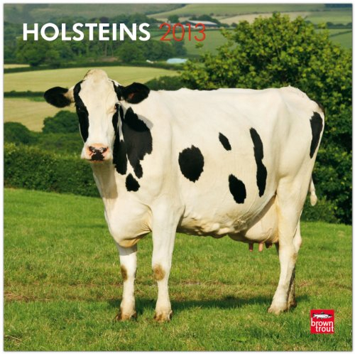 Holsteins 2013 - Holsteiner - Holstein-Kühe - Original BrownTrout-Kalender (Wall-Kalender)