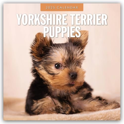 Yorkshire Terrier Puppies – Yorkshire Terrier Hundewelpen 2025 – 16-Monatskalender: Original Red Robin Publishing Ltd-Kalender [Mehrsprachig] [Kalender] (Wall-Kalender)