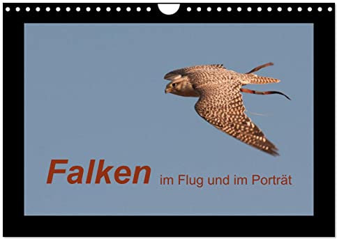 Falken im Flug und im Porträt (Wandkalender 2025 DIN A4 quer), CALVENDO Monatskalender: Die schnellsten Greifvögel der Welt (CALVENDO Tiere)