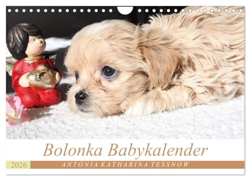 Bolonka Babykalender 2026 (Wandkalender 2026 DIN A4 quer), CALVENDO Monatskalender: Ein gelungener Kalender mit hinreißenden Welpenfotos, denen sich kein Herz verschließen kann. (CALVENDO Tiere)