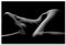 wandmotiv24 Poster als Wanddeko, Größe 60x40cm, sinnliches Foto, liegende Frau, Sexy, erotisch, Model, Moderne Wanddeko, Wandbilder, Deko, Bild M0069