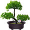 Bonsai Artificiale Realistico in Vaso Nero – Decorazione per Interni ed Esterni, Stile Giapponese, Pianta in Vaso per Arredo Casa, Ufficio, Bagno, Altezza 18x27 cm, Pianta Finta Verde (Nero)