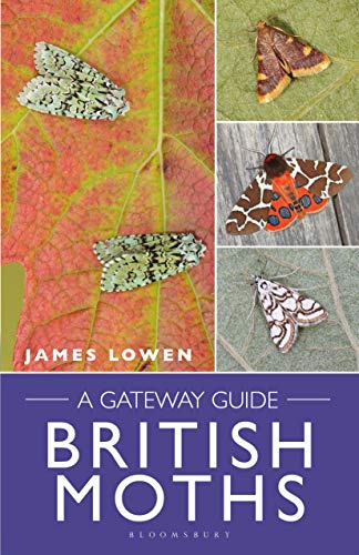 British Moths: A Gateway Guide (Bloomsbury Naturalist)