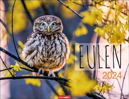 Eulen Kalender 2024. Beeindruckende Aufnahmen der schönen Greifvögel in einem großen Fotokalender. Ein Wand-Kalender 2024 für alle Fans der nachtaktiven Vögel. 44x34 cm Querformat