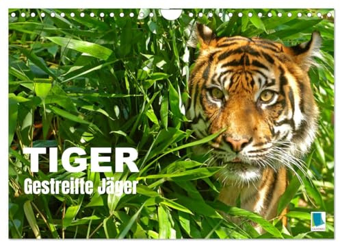 Tiger: Gestreifte Jäger (Wandkalender 2026 DIN A4 quer), CALVENDO Monatskalender: Tiger: die größte Katzenart der Erde lebt in Asien (CALVENDO Tiere)