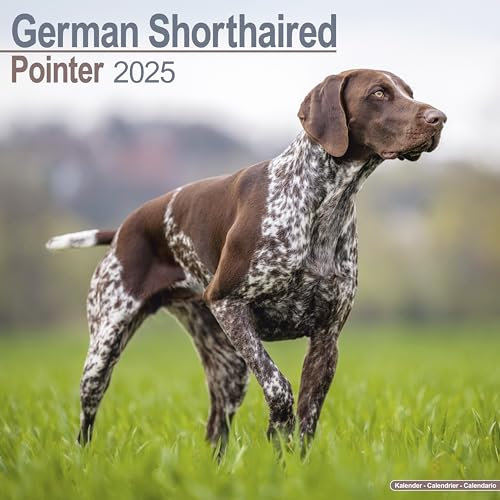 German Shorthaired Pointer - Deutsch Kurzhaar 2025 - 16-Monatskalender: Original Avonside-Kalender [Mehrsprachig] [Kalender] (Wall-Kalender)