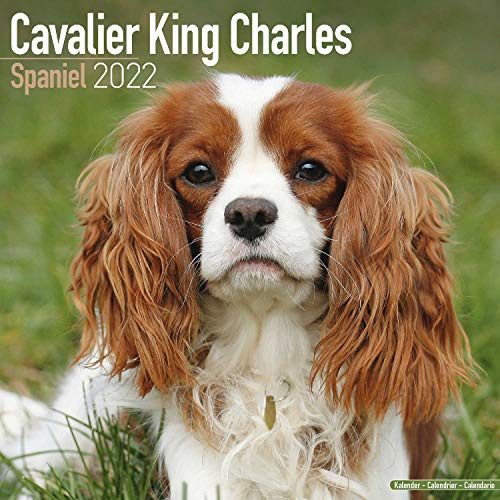 Cavalier King Charles Spaniel 2022- 16-Monatskalender: Original Avonside-Kalender [Mehrsprachig] [Kalender] (Wall-Kalender)