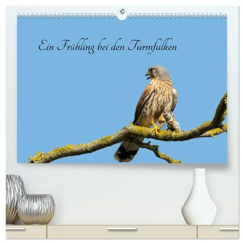 Ein Frühjahr bei den Turmfalken (hochwertiger Premium Wandkalender 2026 DIN A2 quer), Kunstdruck in Hochglanz: Von Ende März bis Ende Juni beobachtete ich ein Turmfalken-Paar (CALVENDO Tiere)