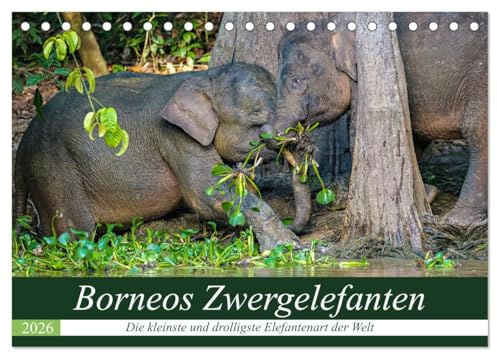 Borneos Zwergelefanten (Tischkalender 2026 DIN A5 quer), CALVENDO Monatskalender: Das spannende Leben der Zwergelefanten am Kinabatangan Fluss in Borneo (CALVENDO Tiere)