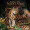Woodlands/Bewohner des Waldes 2024: Kalender 2024 (Wonderful World)