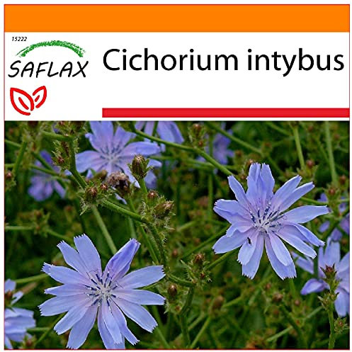 SAFLAX - Garden in The Bag - Chicory - 250 Seeds - Cichorium intybus